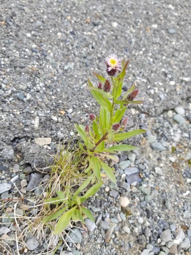 Blue fleabane (Erigeron acris)