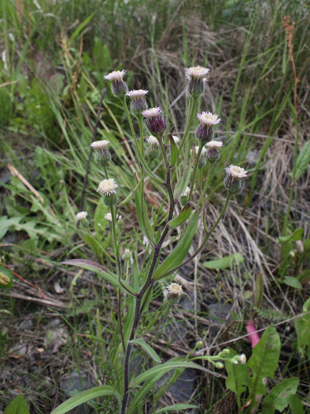 Blue fleabane: Asteraceae, Erigeron acris ssp. acris