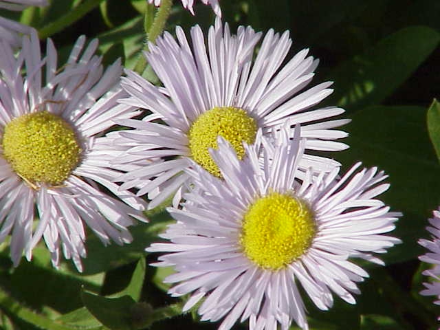Orange daisy: Species : Erigeron Family : Compositae Image No. 2