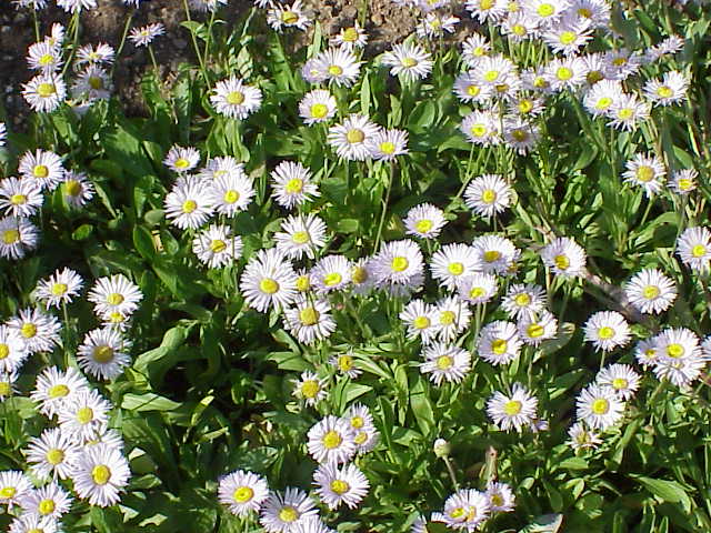 Orange daisy: Species : Erigeron Family : Compositae Image No. 3