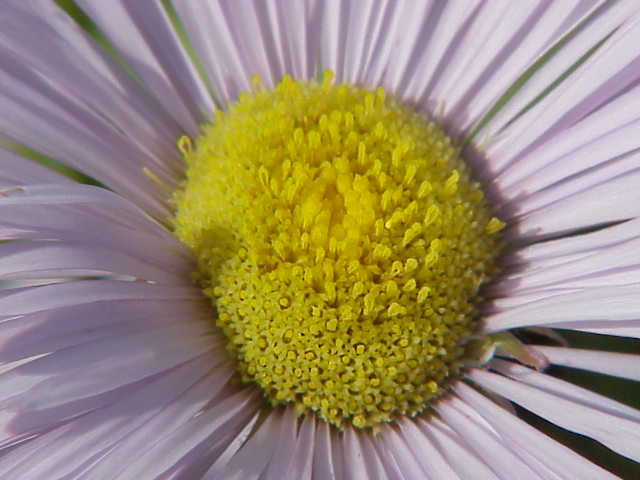 Orange daisy: Species : Erigeron Family : Compositae Image No. 1