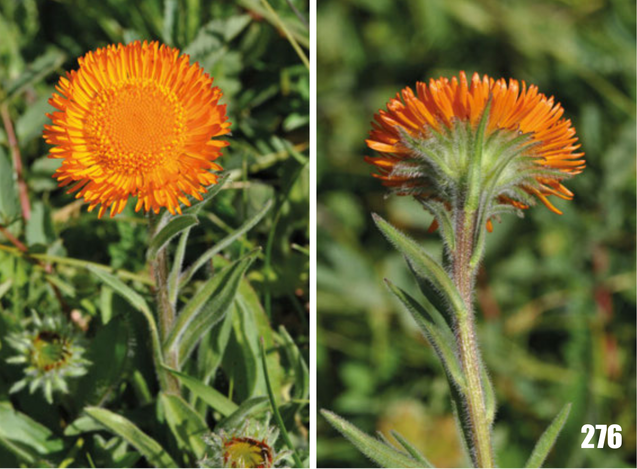 Orange daisy: Erigeron aurantiacus, Tajikistan.