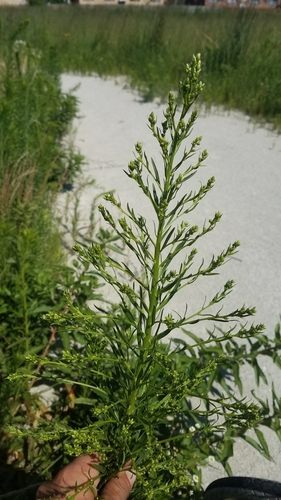 Canadian fleabane (Erigeron canadensis)