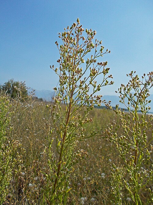 Canadian fleabane: Canadian horseweed (Conyza canadensis), Aster family (Asteraceae). Along the Jordan River, Utah.