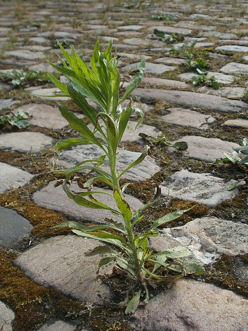 Canadian fleabane: Gepflasterter Hof in Wiesbaden-Nordenstadt