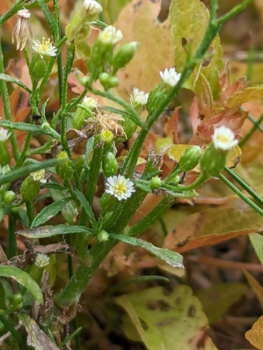 Canadian fleabane