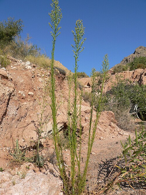 Canadian fleabane: Conyza canadensis near Ash Creek Spring, Calico Basin, Spring Mountains, southern Nevada