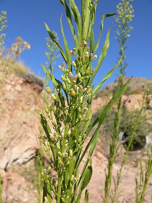 Canadian fleabane: Conyza canadensis near Ash Creek Spring, Calico Basin, Spring Mountains, southern Nevada