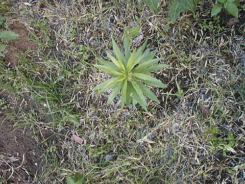 Canadian fleabane: This is a young specimen of Conyza canadensis (Horseweed), growing wild in Denton, Texas, USA. This photo was taken in May, before any C. canadensis have flower