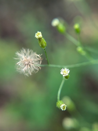 Canadian fleabane (Erigeron canadensis)