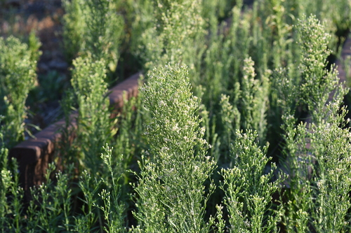 Canadian fleabane (Erigeron canadensis)