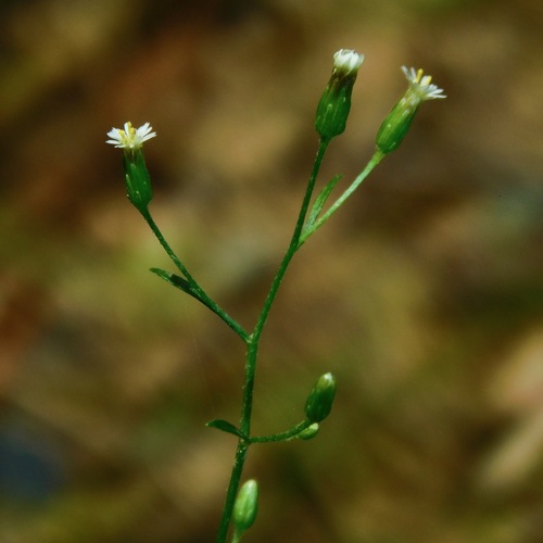 Canadian fleabane (Erigeron canadensis)
