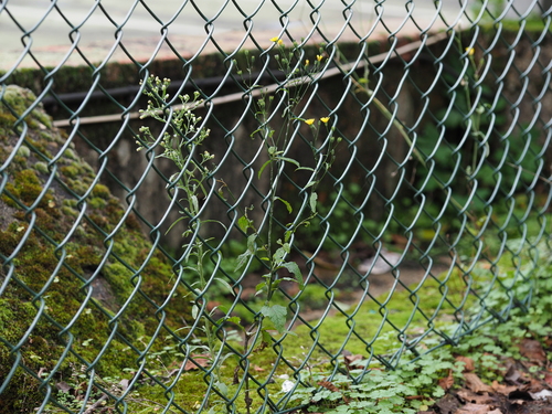Erigeron sumatrensis (Erigeron sumatrensis)