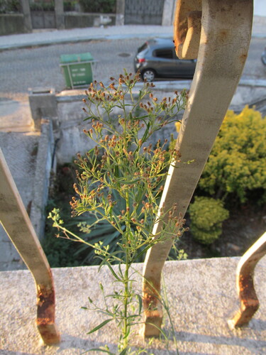 Erigeron sumatrensis (Erigeron sumatrensis)