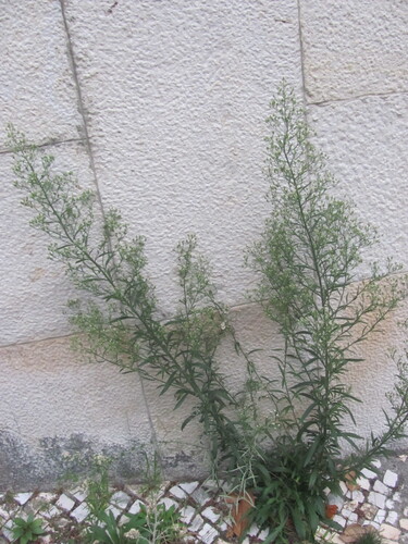 Erigeron sumatrensis