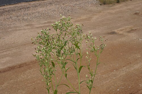 Erigeron sumatrensis: Introduced, warm-season, annual, erect, yellowish green herb. Stems are covered in long spreading hairs and grow to 2 m tall. Leaves are bristly and form a rose