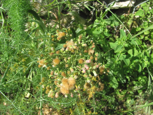 Erigeron sumatrensis (Erigeron sumatrensis)