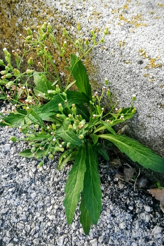 Erigeron sumatrensis (Erigeron sumatrensis)