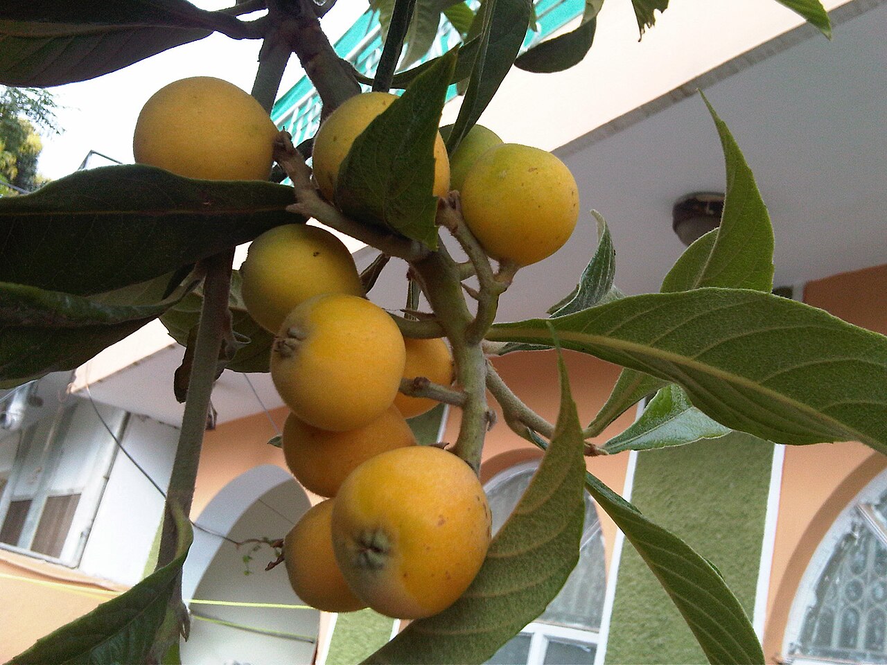 Loquat: loquat