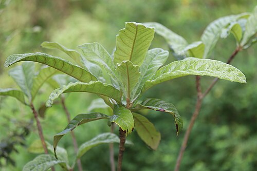 Loquat: Eriobotrya japonica, Hortus botanicus Leiden, Netherlands