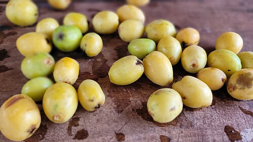 Loquat: Cosecha de nísperos (Eriobotrya japonica) de Ruiz de Montoya, Provincia de Misiones, Argentina. Fuente: Periodista Horacio Cambeiro.
