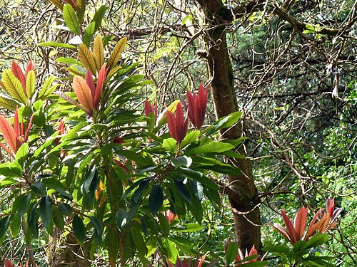 Loquat: Eriobotrya japonica, loquat, at Garinish Island (Ilnacullin), Glengarriff, Country Cork, Ireland