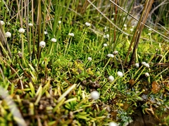 Eriocaulon carsonii (Eriocaulon carsonii)