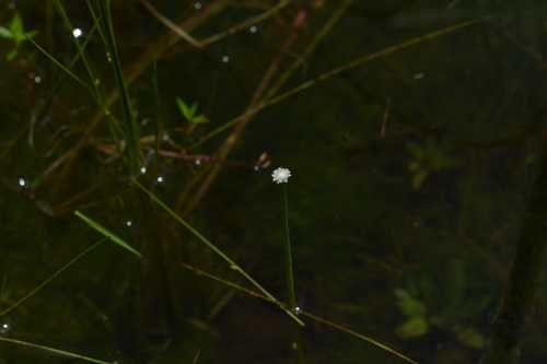 Eriocaulon cuspidatum (Eriocaulon cuspidatum)