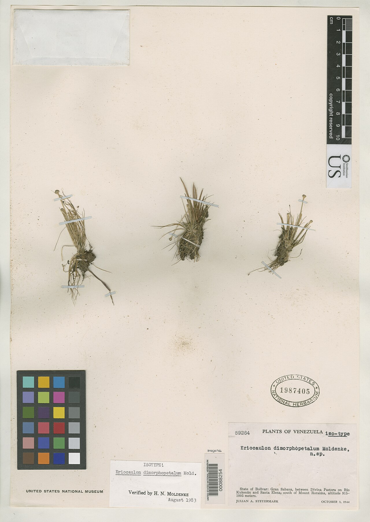 Eriocaulon dimorphopetalum: Smithsonian NMNH - Botany Dept. Name: Eriocaulon dimorphopetalum Moldenke Taxonomy: Plantae Monocotyledonae Poales Eriocaulaceae Place: Gran Sabana, between Div