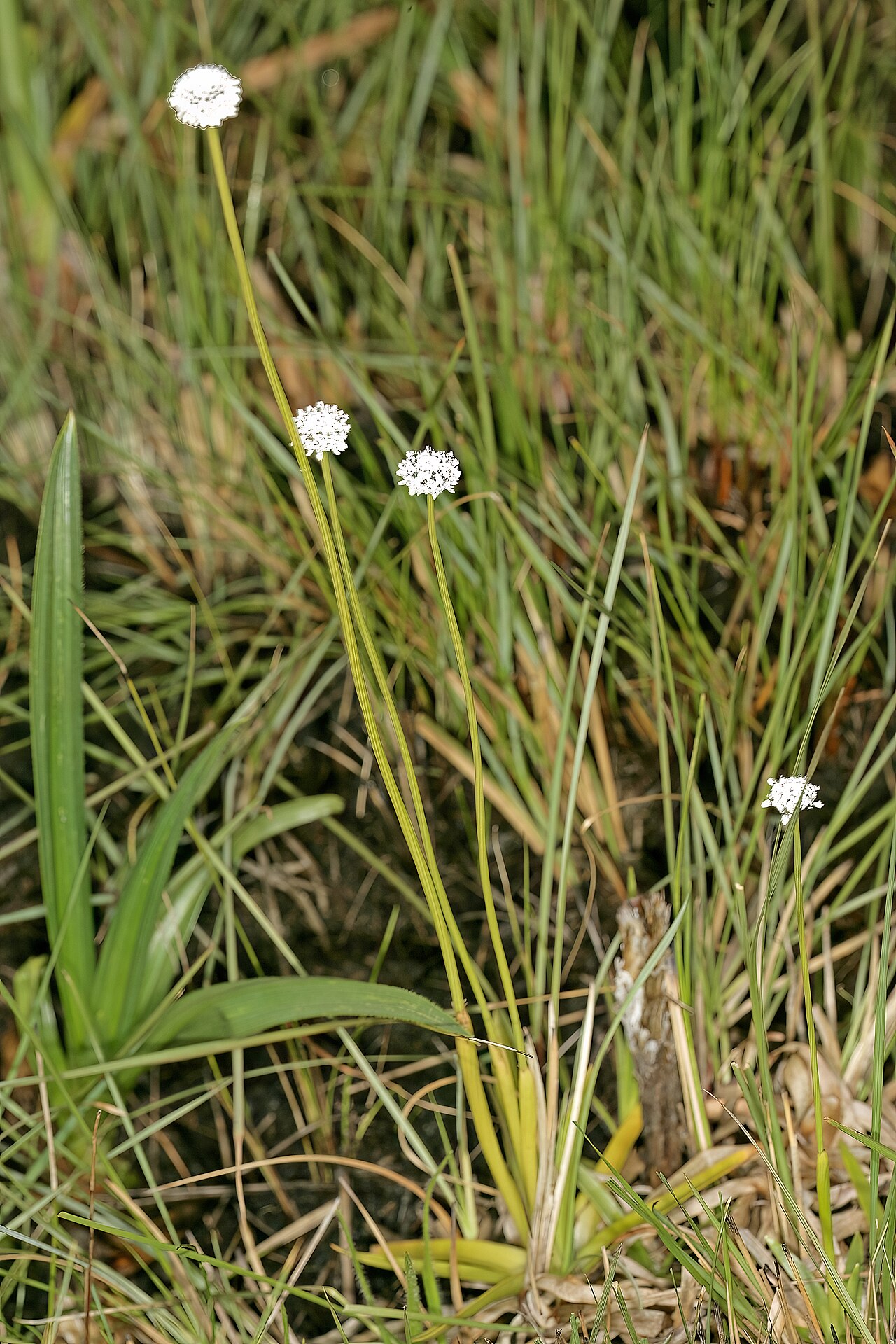 Eriocaulon dregei: Eriocaulon dregei , plants in flower; moist coastal grassland, between Mnyameni and Mtentu River Mouths, Pondoland, Eastern Cape, South Africa