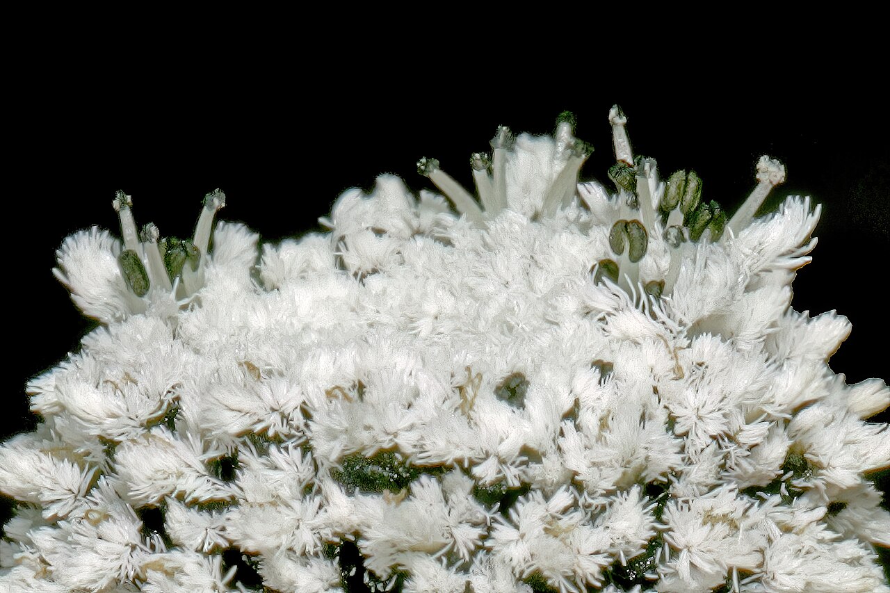 Eriocaulon dregei: Eriocaulon dregei , upper part of inflorescence, showing male and female flowers; moist coastal grassland, between Mnyameni and Mtentu River Mouths, Pondoland,