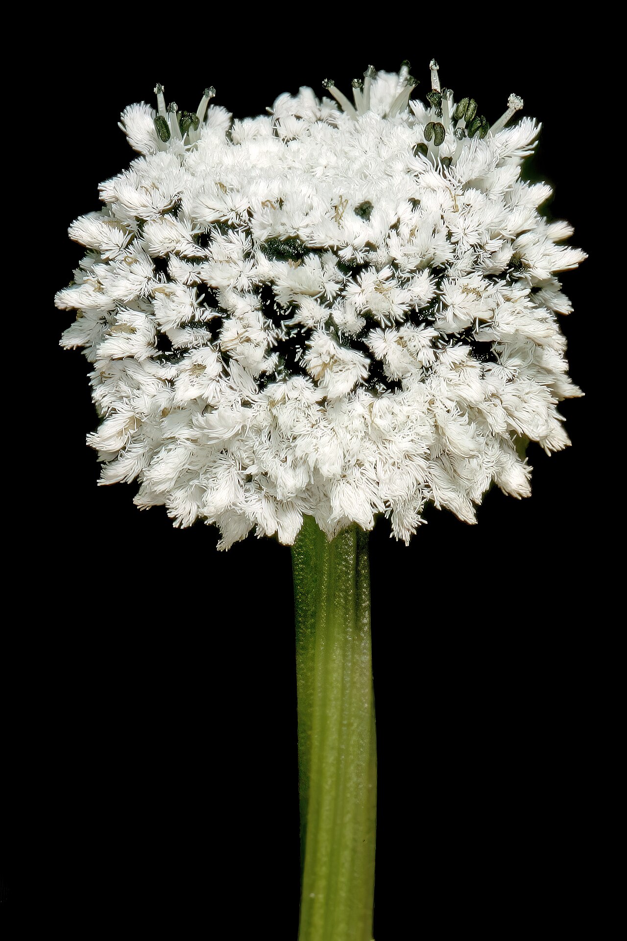 Eriocaulon dregei: Eriocaulon dregei , inflorescence; moist coastal grassland, between Mnyameni and Mtentu River Mouths, Pondoland, Eastern Cape, South Africa