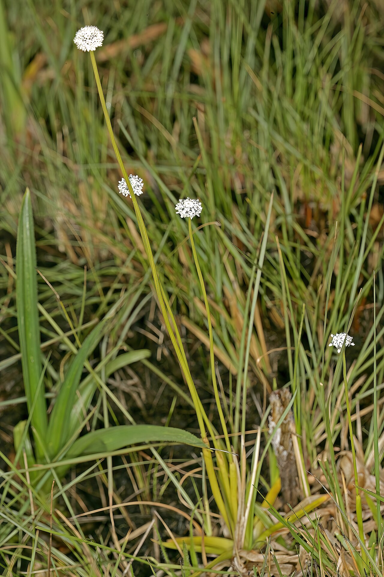 Eriocaulon dregei: Eriocaulon dregei , plants in flower; moist coastal grassland, between Mnyameni and Mtentu River Mouths, Pondoland, Eastern Cape, South Africa