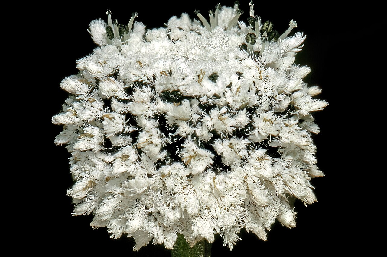 Eriocaulon dregei: Eriocaulon dregei , inflorescence; moist coastal grassland, between Mnyameni and Mtentu River Mouths, Pondoland, Eastern Cape, South Africa
