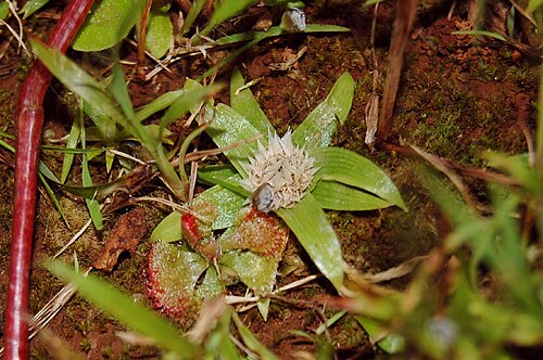 Eriocaulon epedunculatum: A flower of Eriocaulon epedunculatum from Eriocaulaceae.