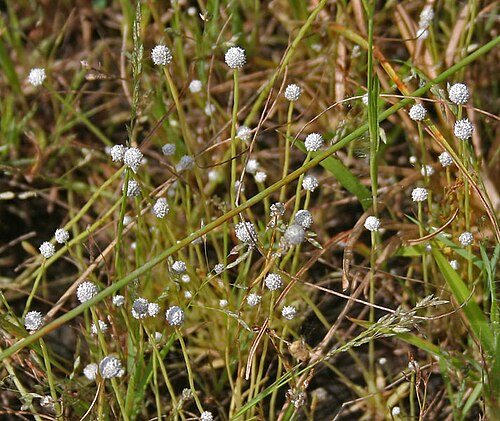 Buttonhead pipewort: Eriocaulon heterolepis ? in Narsapur, Andhra Pradesh, India.