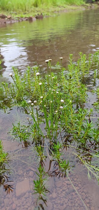 Buttonhead pipewort: Eriocaulon heterolepis in India