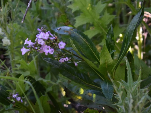 California yerba santa