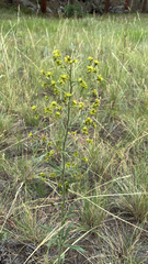 Winged buckwheat (Eriogonum alatum)