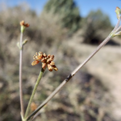 Winged buckwheat (Eriogonum alatum)