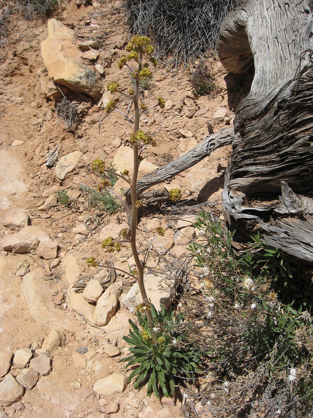 Winged buckwheat: Common name Winged Buckwheat. In Collins Canyon, Grand Gulch Primitive Area, UT, USA. 5/2008