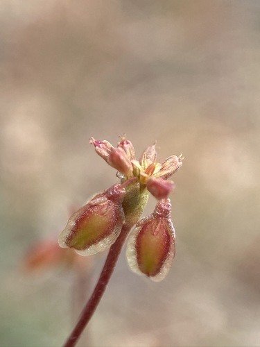 Winged buckwheat (Eriogonum alatum)