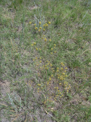 Winged buckwheat (Eriogonum alatum)