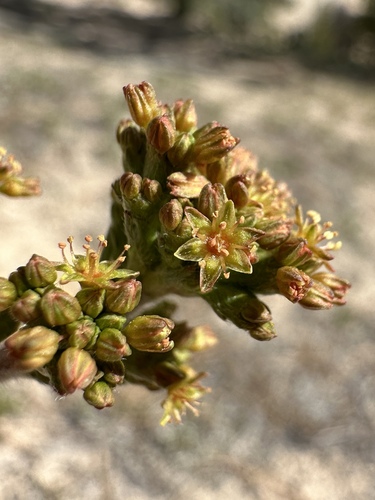 Winged buckwheat (Eriogonum alatum)