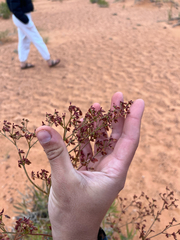 Winged buckwheat (Eriogonum alatum)