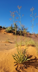 Winged buckwheat (Eriogonum alatum)
