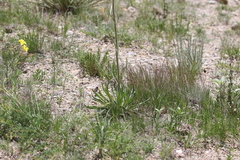 Winged buckwheat (Eriogonum alatum)