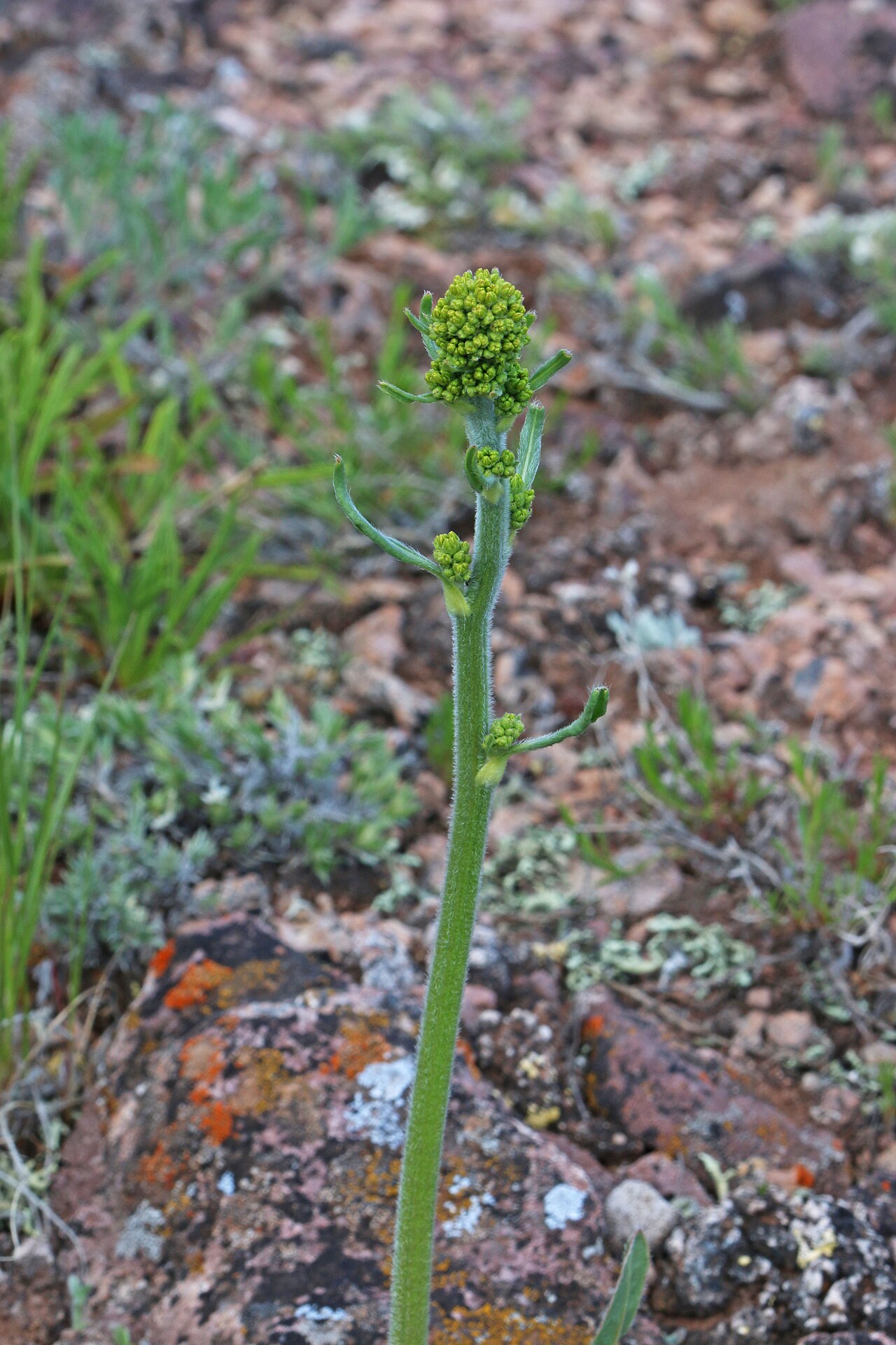 Winged buckwheat: Winged buckwheat (Eriogonum alatum), Buckwheat family (Polygonaceae). Along Hwy 44, about 8 miles south from Manila, Utah. Our third stop of the North-of-Vernal