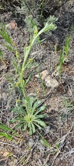 Winged buckwheat (Eriogonum alatum)