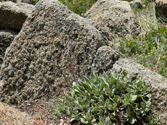 Eriogonum arcuatum (Eriogonum arcuatum)
